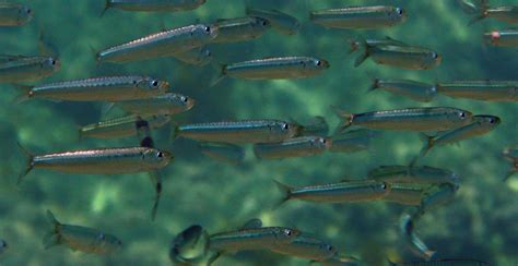 Sardina pilchardus , Natura Mediterraneo | Forum Naturalistico