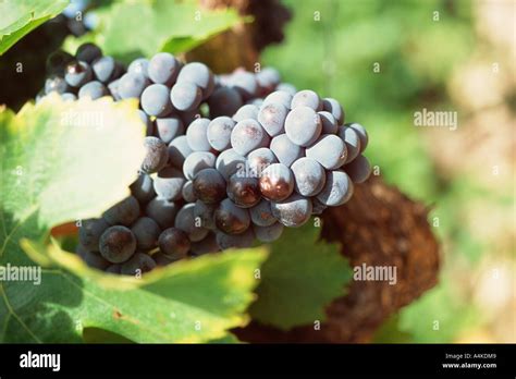 Grenache grapes Stock Photo - Alamy