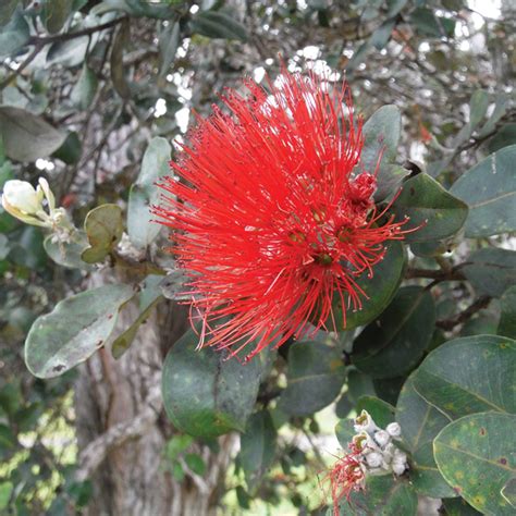 Invasive Species - Hawaiʻi Invasive Species