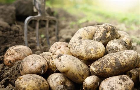 U.S. and Mexico: U.S. Potato Trade Ruling | AgAmerica