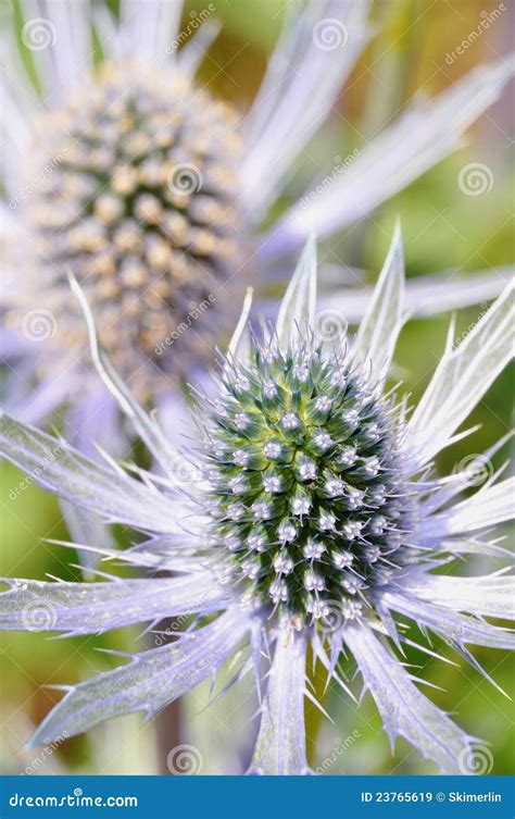 Sea Holly flower Closeup stock image. Image of bracts - 23765619