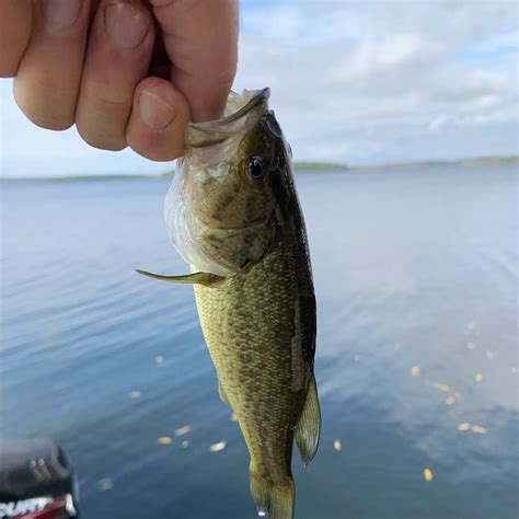 ᐅ Rice Lake fishing reports🎣• Ontario, Canada fishing