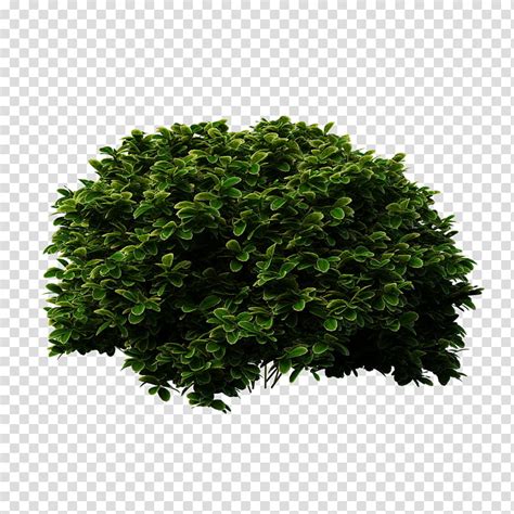 Tree Leaf, Shrub, Shrubbery, Meadowsweets, Plants, Buxus Sempervirens, Grass, Evergreen ...