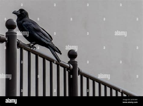 Raven in cemetery hi-res stock photography and images - Alamy