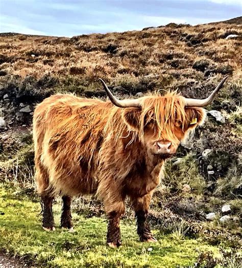 Nice hair | Cattle, Highland cattle, Long haired cows