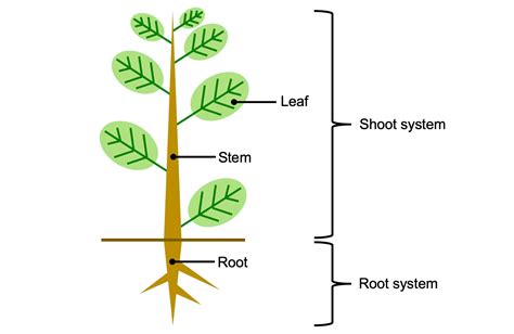 Introduction to Vascular Plant Structure - Digital Atlas of Ancient Life