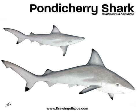 Pondicherry Shark by artworkbyjoe on DeviantArt