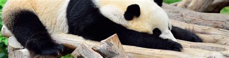 Giant Pandas at Ocean Park | Ocean Park Giant Pandas Hong Kong