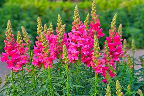 Snapdragon - Perennials Grown Half Hardy Annuals