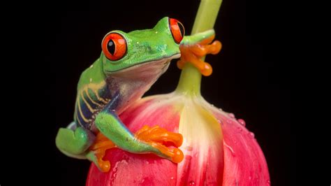 Download Red-eyed Tree Frog Tulip Animal 4k Ultra HD Wallpaper