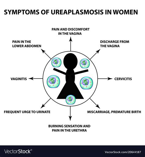 Symptoms of ureaplasmosis in women ureaplasma Vector Image