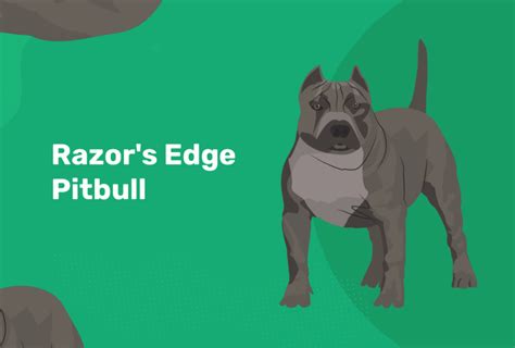 Razor Edge Pitbull Dog Breed: Info, Pictures, Temperament & Traits – Dogster