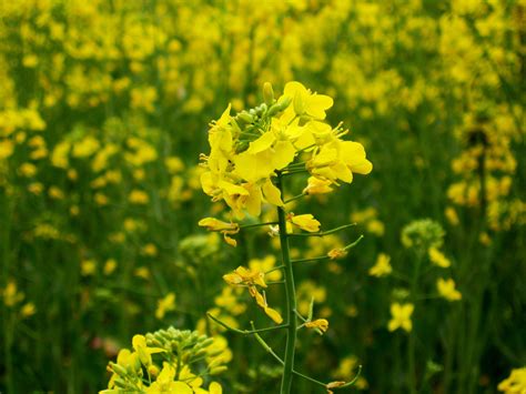mustard plant | Mustard plant, Plants, Edible plants