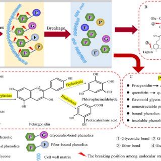 (PDF) Effect of steam explosion on phenolics and antioxidant activity in plants: A review