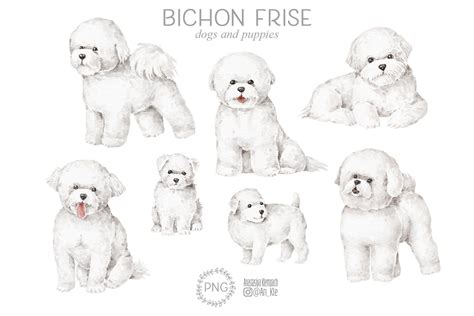 Bichon Frise Dog Breed Digital Png Clipart Dog Breed Digital - Etsy Canada in 2023 | Bichon ...