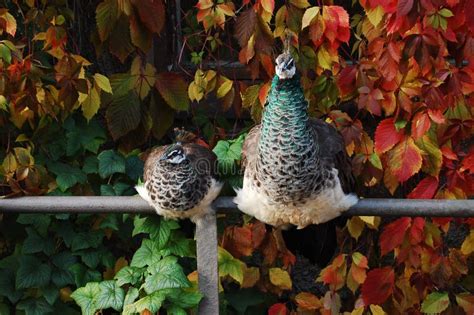 Peacock Family stock photo. Image of animal, beautiful - 6895554