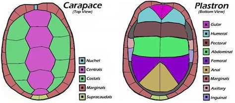 Turtle shell anatomy