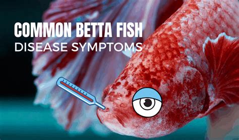 Common Betta Fish Disease Symptoms (Lethargic, Sluggish)