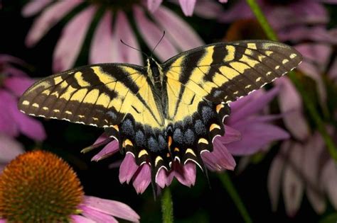 Eastern Tiger Swallowtail | Swallowtail, Photo inspiration, National ...