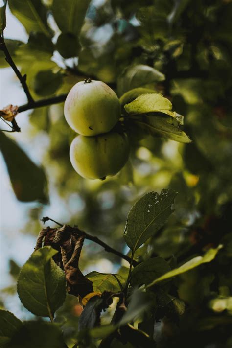 Close-up Photography of Apple Tree · Free Stock Photo