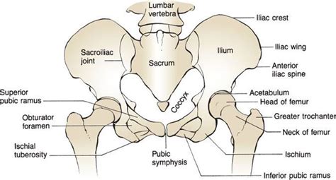 Pubic Ramus Bone Fracture