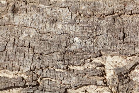 The bark of an acacia tree stock image. Image of background - 112548277