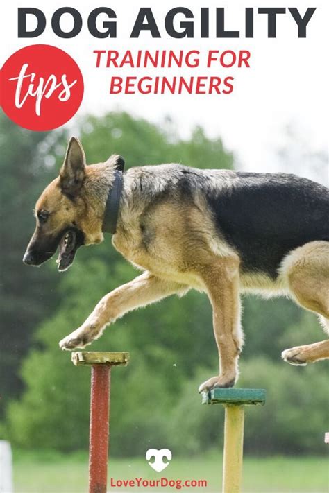 Dog Agility Training For Beginners: Tips, Tricks & More | Agility training for dogs, Dog agility ...