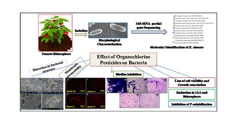 Organochlorine Pesticides Negatively Influenced the Cellular Growth, Morphostructure, Cell ...