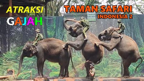 Atraksi Gajah | Taman Safari Prigen - YouTube