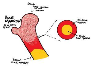 What is the difference between red and yellow bone marrow? | Centre of the Cell