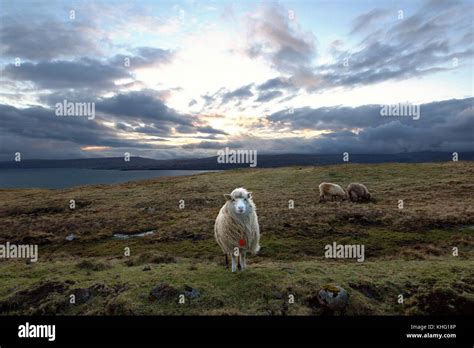 Wildlife in the Faroe Islands Stock Photo - Alamy