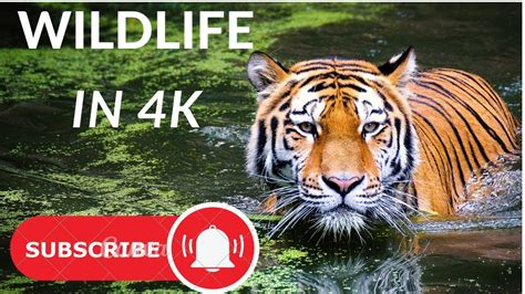 wildlife in 4k Nature Documentary (with music) - YouTube