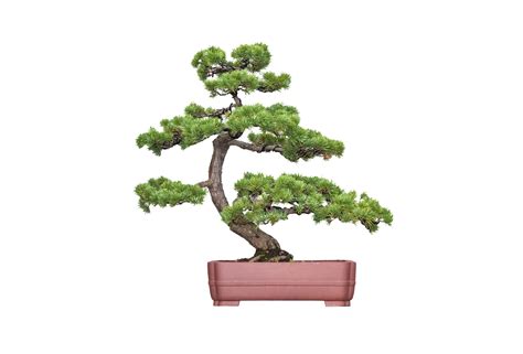 Bonsai Tree Images Hd | Aneka Ragam Bentuk Bonsai