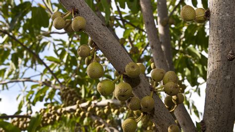 Ficus (Fig) | San Diego Zoo Animals & Plants