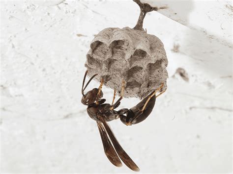 Potter Wasp Nest