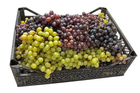 Grapes in a basket stock image. Image of refreshment - 20828481