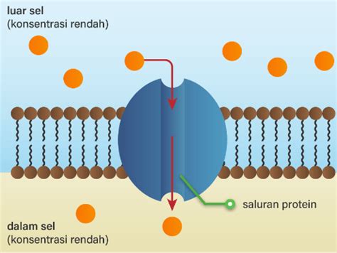 Jelaskan proses difusi terfasilitasi seperti pada ...