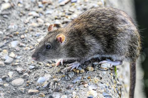 Råttor i väggarna och mögel i badrummet – drabbad familj ersätts med tusentals kronor - Hem & Hyra