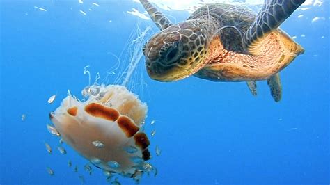 Hungry Turtle Eats Lion Mane Jellyfish - YouTube