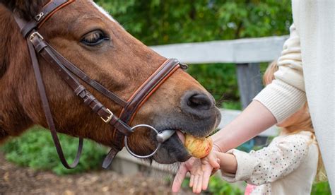 Can Horses Eat Apples: Facts, Recipes & Cautions - Helpful Horse Hints