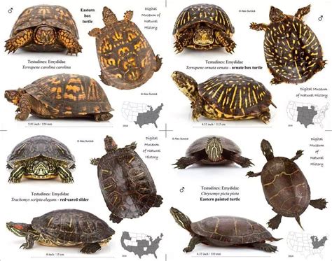 types of turtles in USA Types Of Turtles, Red Footed Tortoise, Tortoise Care, Animal Facts ...