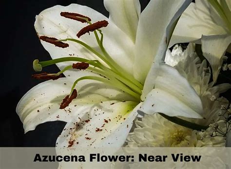 Azucena Flower | Madonna lily: Meaning, Care and Propagation - Succulent Path