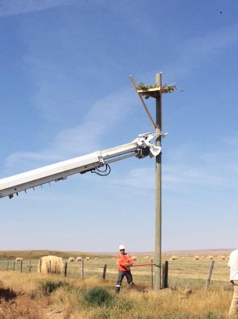 HAWK NESTING PLATFORMS | Caring For our watersheds