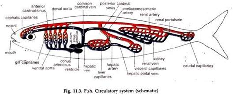 Diagram of the Circulatory System in Vertebrates | Zoology