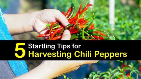 5 Startling Tips for Harvesting Chili Peppers