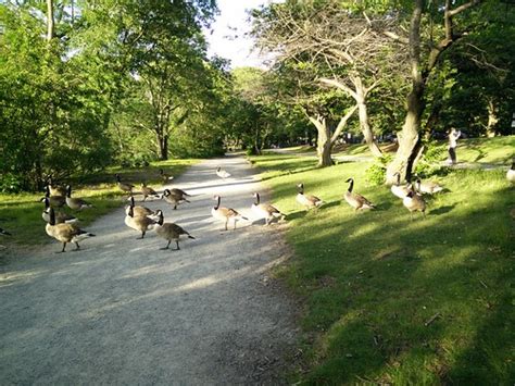 Geese Block | Geese Blocking the path around the Muddy River… | Flickr