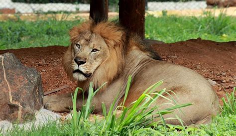 Mysore Zoo, Timings and Entry Fees of Mysore Zoo | Sri Chamarajendra ...