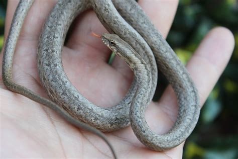 Madagascar Big Snake More Colubrid by The Breeding Laboratory