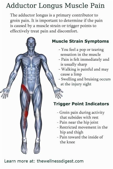 Pain In Pectineus Area at Jeremy Brinkman blog