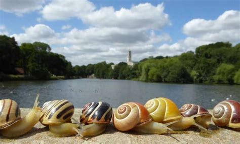 Humans struggle to identify snail shell shades, but technology reveals true colors